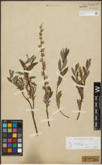 Foto von Salix repens subsp. incubacea (L.) A. Neumann